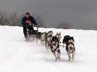 2003 schlittenhunde015.jpg